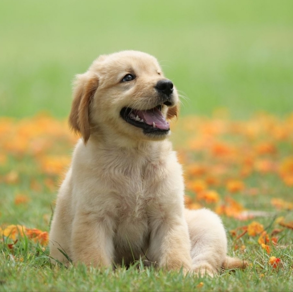 For the doggos!